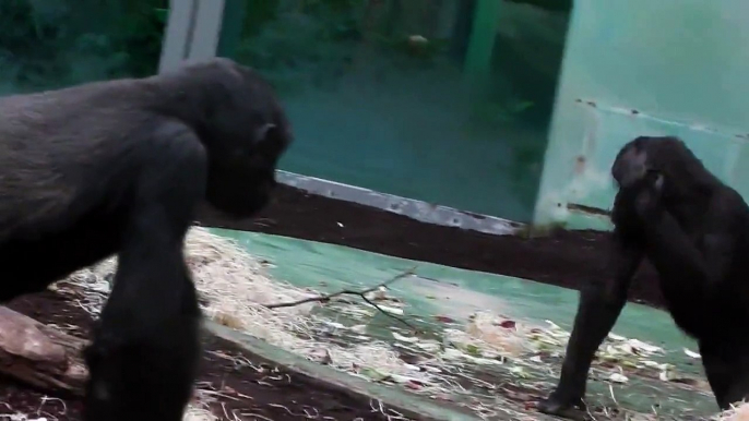 Gorillas und Schimpansen - Tierpark Hellabrunn