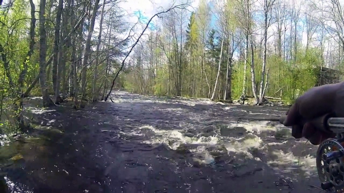 Brown trout flyfishing in Läsäkoski, Finland,  15.5.2015-17.5.2015