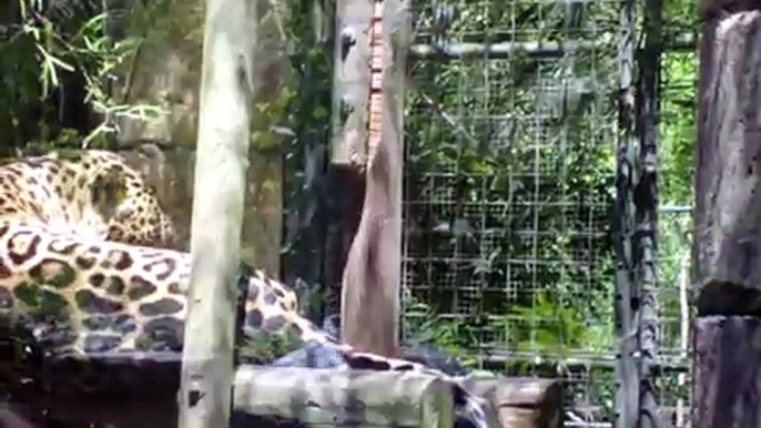 Jaguars at Audubon Zoo