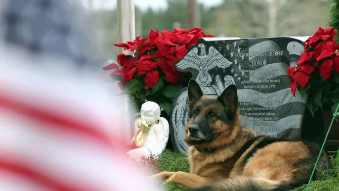 A Tribute to K9 Veterans