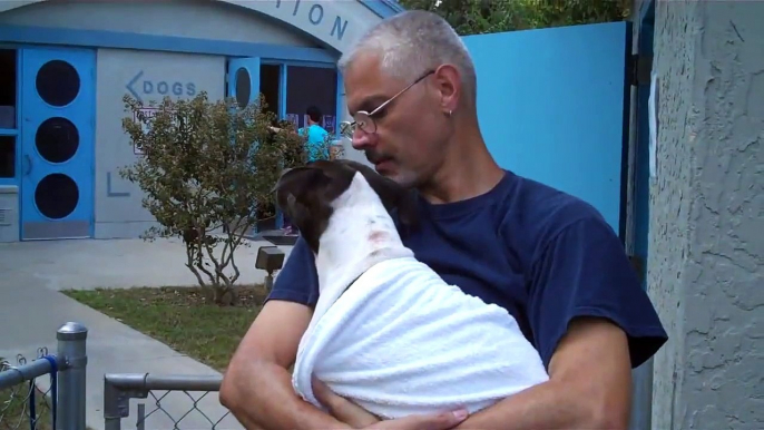 Blind Pit Bull Terrier - Casita Big Dog Rescue Case #1