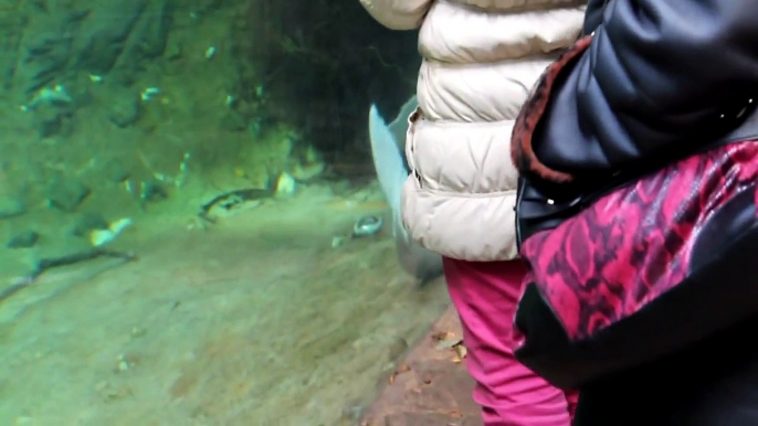 "Baby" der Tonina des Zoo Duisburg (Flussdelphin, inia geoffrensis) spielt mit einem Fisch