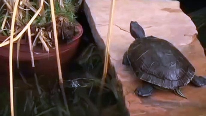 Red Eared Sliders