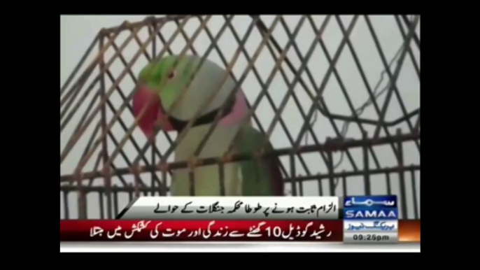 India Arrests a Parrot