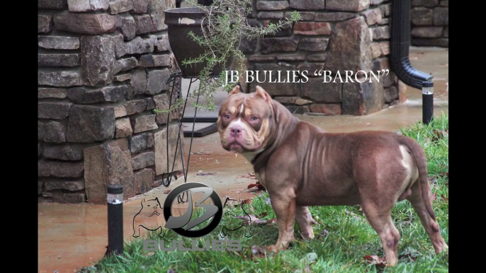 The World's Best  Chocolate Tri American Bully "JB Bullies Baron"