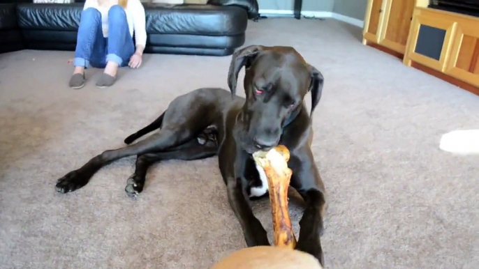 Great Dane and two puppies.