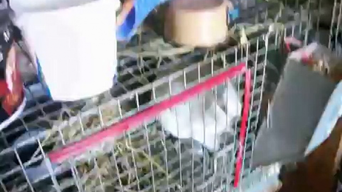 B's Bunnies Rabbitry Tour - Update!