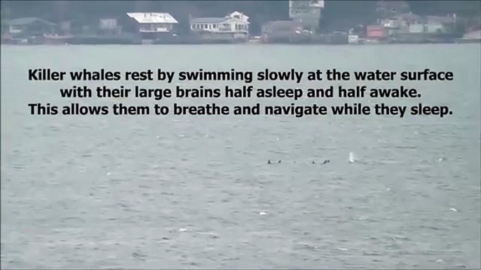 Southern Resident Killer Whales: Sleeping in the Salish Sea (HD)