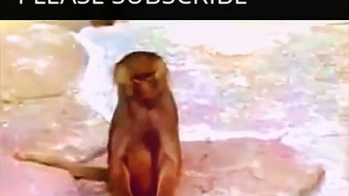 Funny Animals Videos Monkey | Funny Animals Monkey Videos | Funny Animals Videos