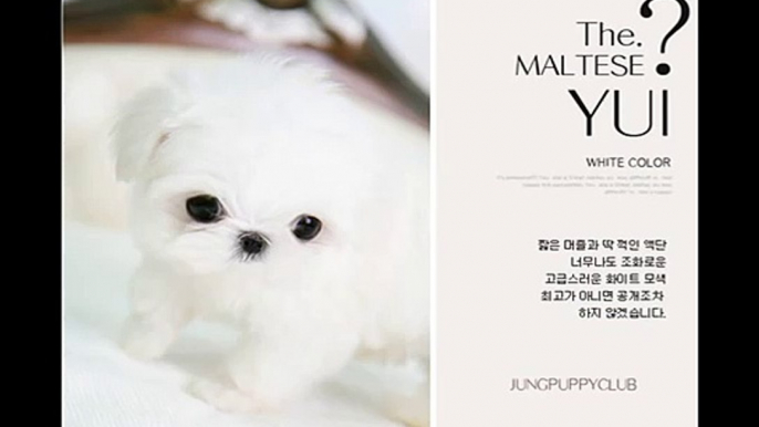 Teacup Maltese for sale name is Yui, Teacup Maltese, puppy for sale