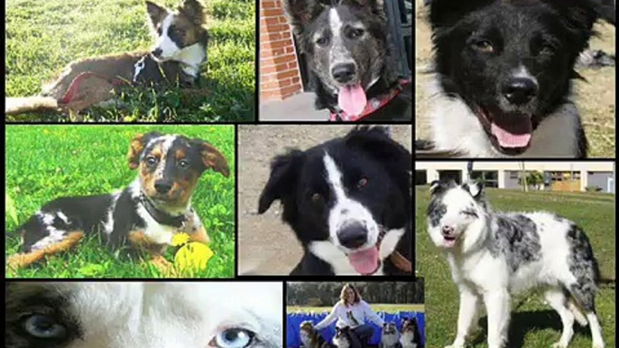 SOS BORDER COLLIE ESPAÑA/ BORDER COLLIE RESCUE SPAIN ( ADOPTADOS)