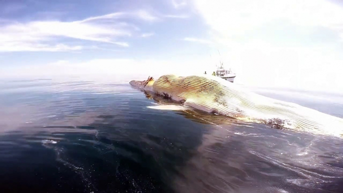 Huge Great White Shark circles the boat and feeds on a Whale