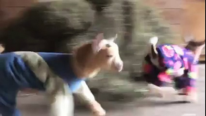 The only thing cuter than baby goats playing? Baby goats playing in pyjamas!