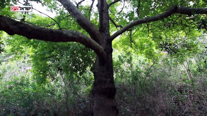 ישראל היום | בצת ישראל -טיול לנחל בצת, 'אצל טלי בחצר'