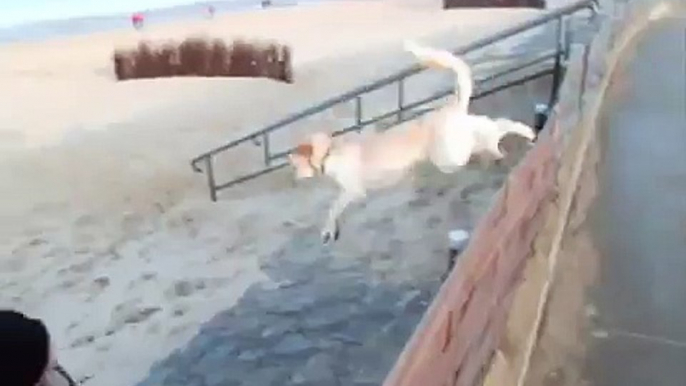 Podenco - Mischling am Nordsee Strand