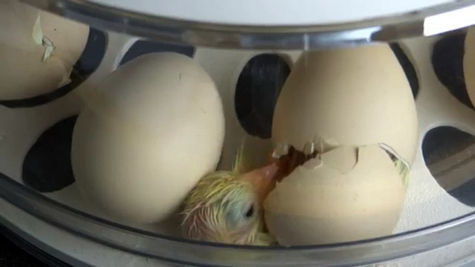 Rcom 10 PRO incubator successful Chicken Hatching