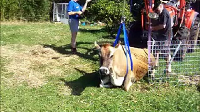Jersey Cow being lifted with the Upsi-Daisy Cow Lifting Chair .wmv