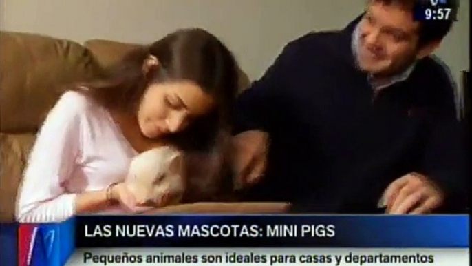 Los perritos y gatitos ya pasaron de moda, ahora las mascotas predilectas son los 'Mini Pig' [Video]