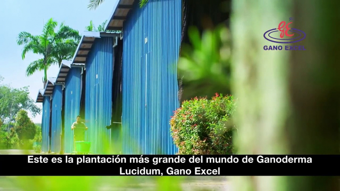 Produccion del Ganoderma Lúcidum Gano Excel Industries