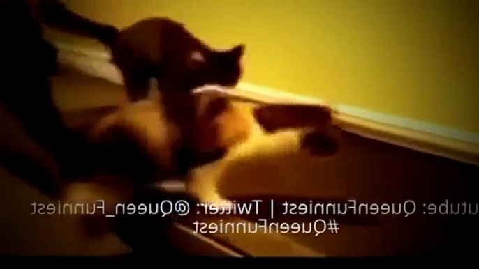 Funny Cats And Dogs Hilarious   Best Funniest Animals Videos Compilation