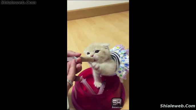 ALIMENTANDO A UN GATITO CON LECHE PARA GATITOS DE WISKAS UNA MASCOTA MUY BONITA Y MUY BIEN CUIDADA AGOSTO 2015