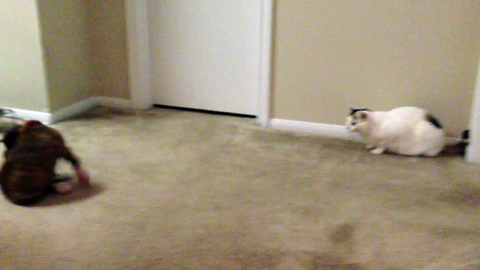 Boxer Puppy meets cat for the first time.. Hilarious!