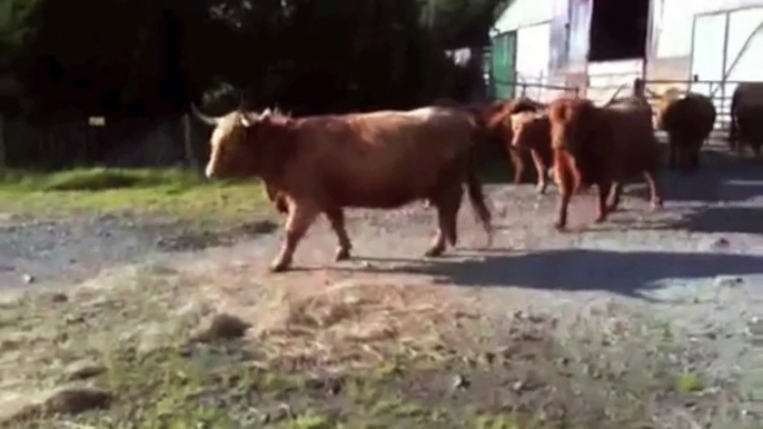 Des vaches autotunées en mode Hip Hop... B2O!!!!!