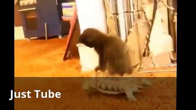 Funny Animal, Troll animal, Funny Pets 2015 NEW