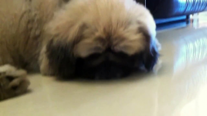 Cute Little Pekingese Sleeping and Snoring funny