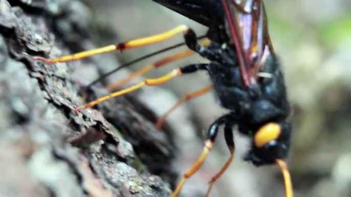 Urocerus gigas (Giant Woodwasp) Laying Eggs