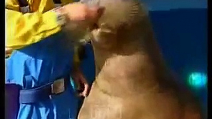 Walrus Playing Alphorn