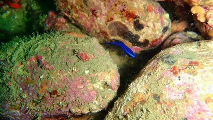 Buceo Mijas Costa ( Málaga)