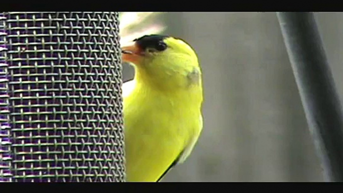 Male and Female American Goldfinch