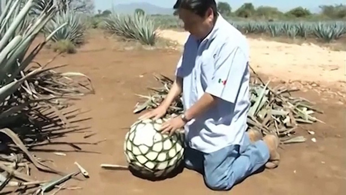 Campo Abierto - Características del Agave Tequilana Weber Variedad Azul