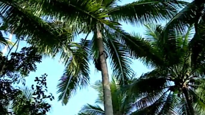 空投椰子 drop the coconuts