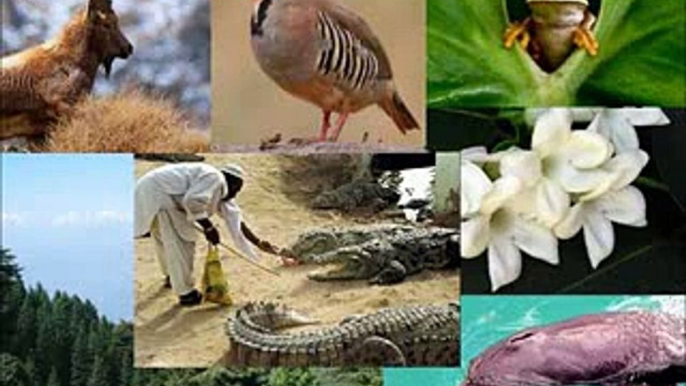 Pakistani National Animals and Plants