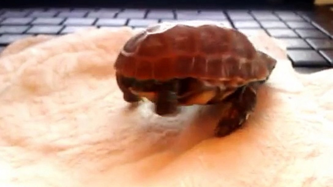 Baby hingeback tortoise takes his first steps :)