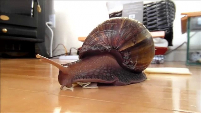 Escargot Africain qui mange de la laitue