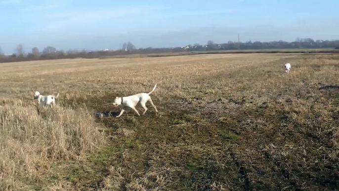 Dogo argentino trying to find some pheasant