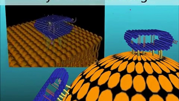 BIOMOD 2012: Dresden Nanosaurs - Signal-Driven Tethering System