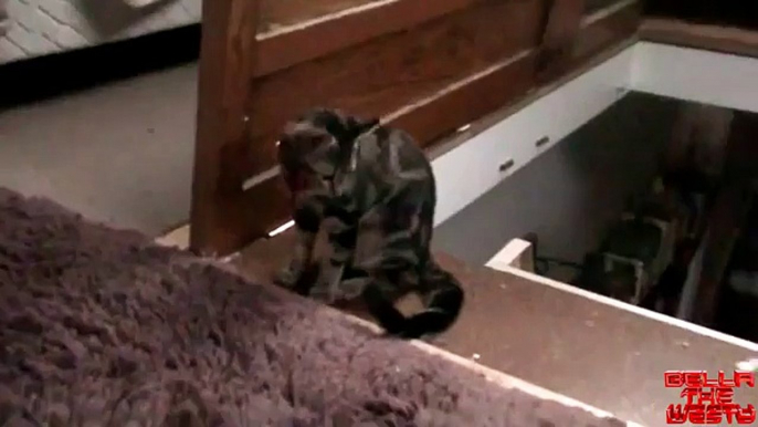 Cat Pushes another Cat Down the Stairs ORIGINAL