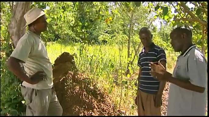 Shamba Shape Up - Ant Hills and Protective Gear