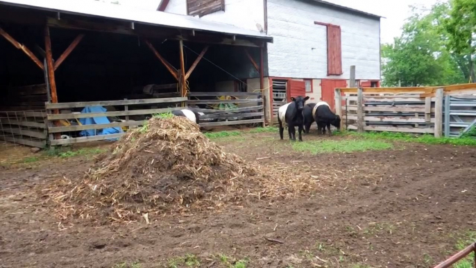 Happy cows on the Barnes Farm