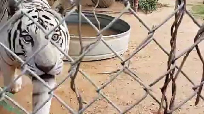 BigCatDerek Pawi heard the interns getting food ready, so he told me about it. He was very excited.  kanappalli