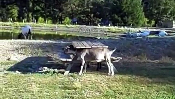 Scenes of peace in the pasture