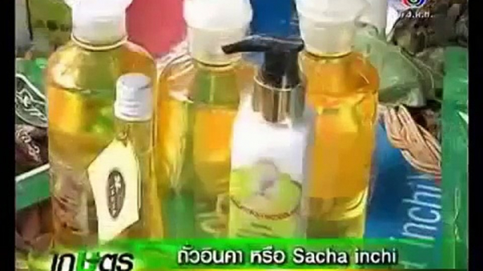 ถั่วอินคา หรือ Sacha inshi เกษตร Hotnews  ช่อง 3