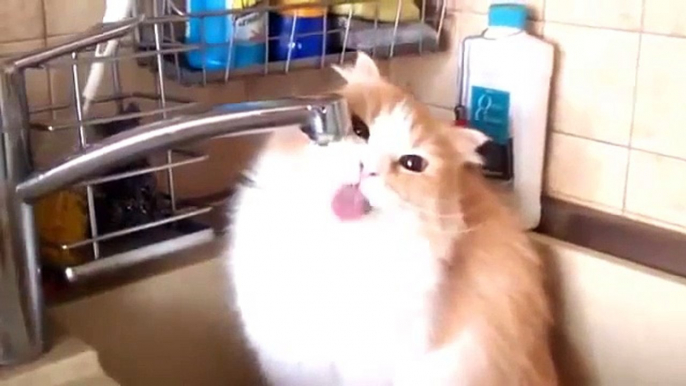 Funny Cat Videos Compilation Funny Cats Video Animals Funny Fails 2014 cat vines cat vines 2014