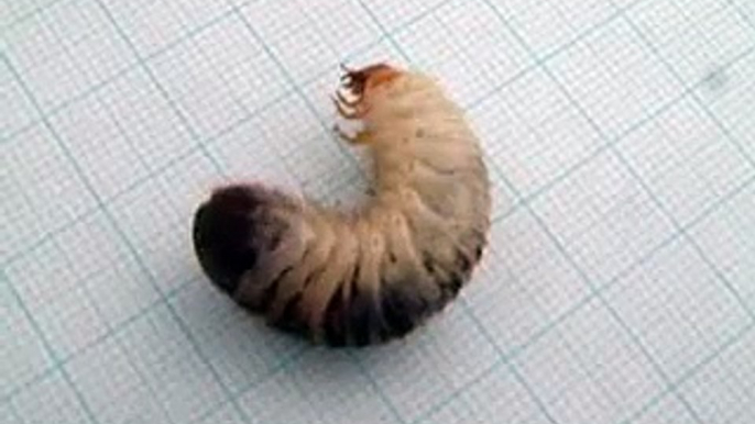 Rose chafer larvae (Cetonia aurata)