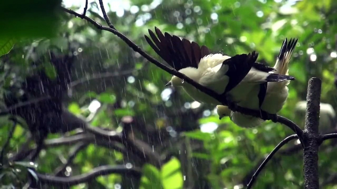 Super Slow Motion From Singapore Bird Park With The Sony Nex Fs 700