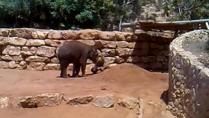 אילוף פילים בגן החיות התנכי ירושלים קיץ 2011